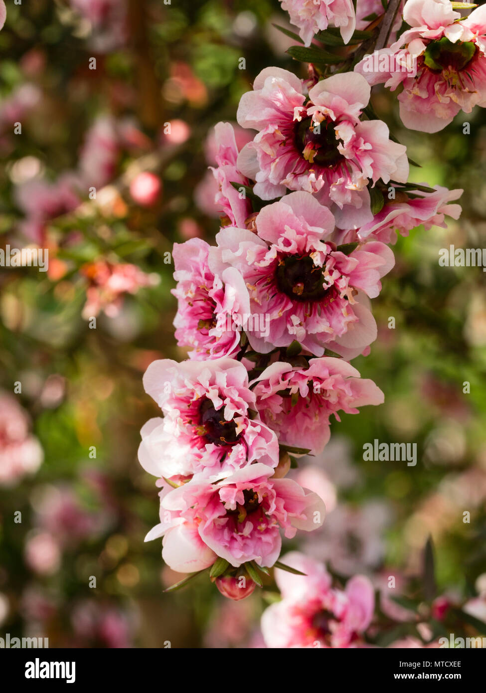 Doppio modulo rosa della Nuova Zelanda Manuka o tea tree, leptospermum scoparium, fioritura a inizio estate Foto Stock