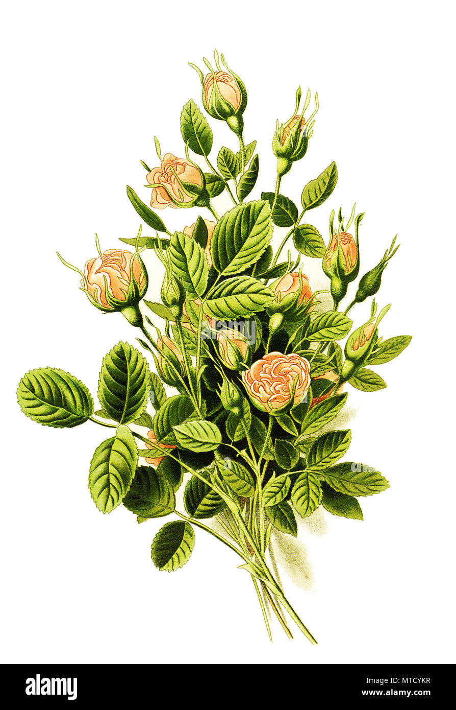 Rosa centifolia, var pomponia, pompon rosa, Provence rose o cavolo rosa o Rose de Mai. Zentifolie, Provence-Rose, oder Kohl-Rose, digitale riproduzione migliorata da una stampa del XIX secolo Foto Stock