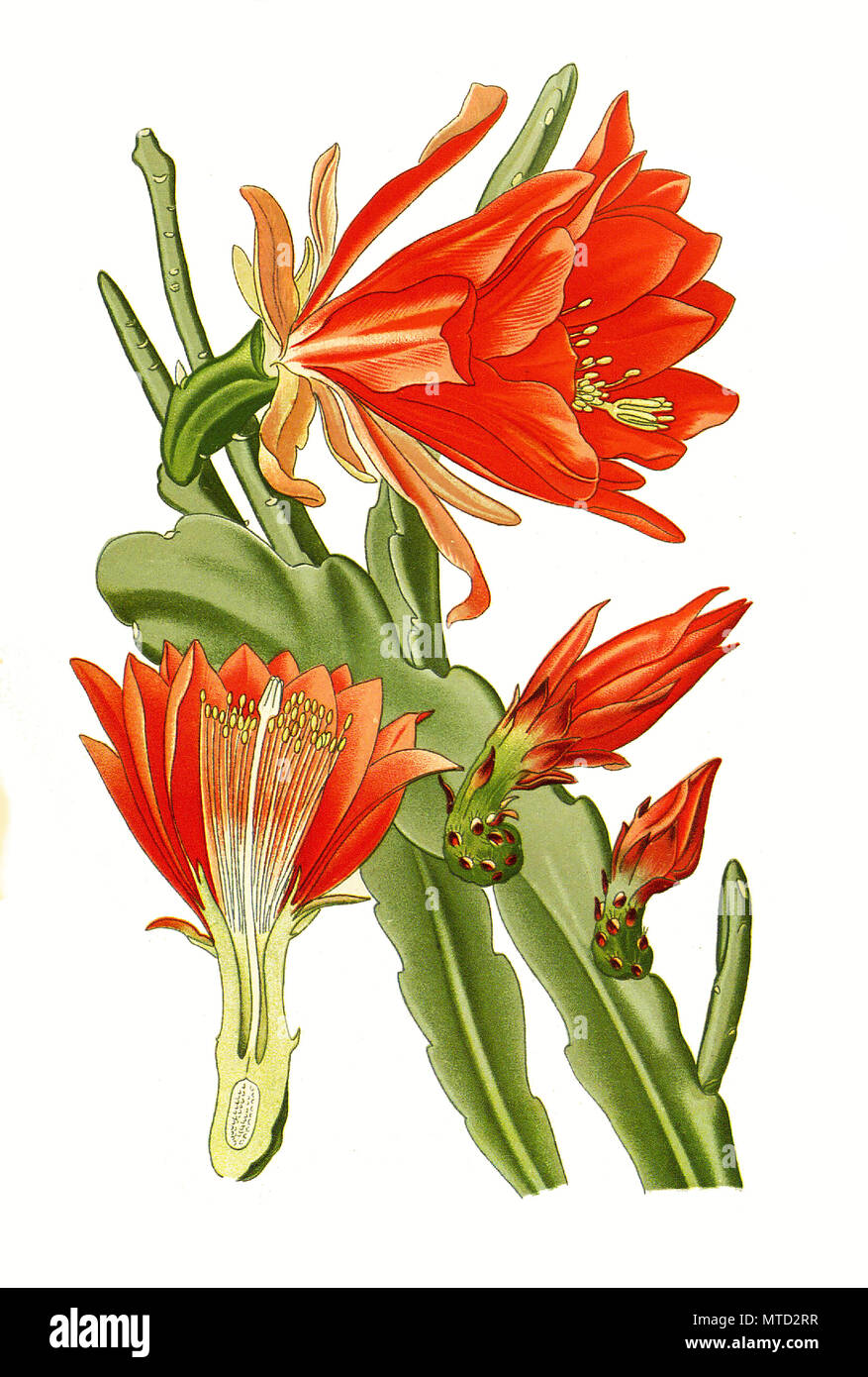 Phyllocactus phyllanthoides, foglia-derivava cactus, Disocactus phyllanthoides, il nopalxochitl o Tedesco imperatrice. Kaktus, Kakteen, digitale riproduzione migliorata da una stampa del XIX secolo Foto Stock