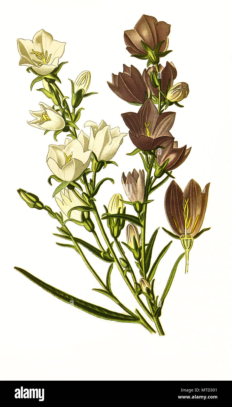 Campanula persicifolia, Peach-Leaved Bell-Flower, pesche e lasciava la campanula. PfirsichblÃ¤ttrige Glockenblume, digitale riproduzione migliorata da una stampa del XIX secolo Foto Stock