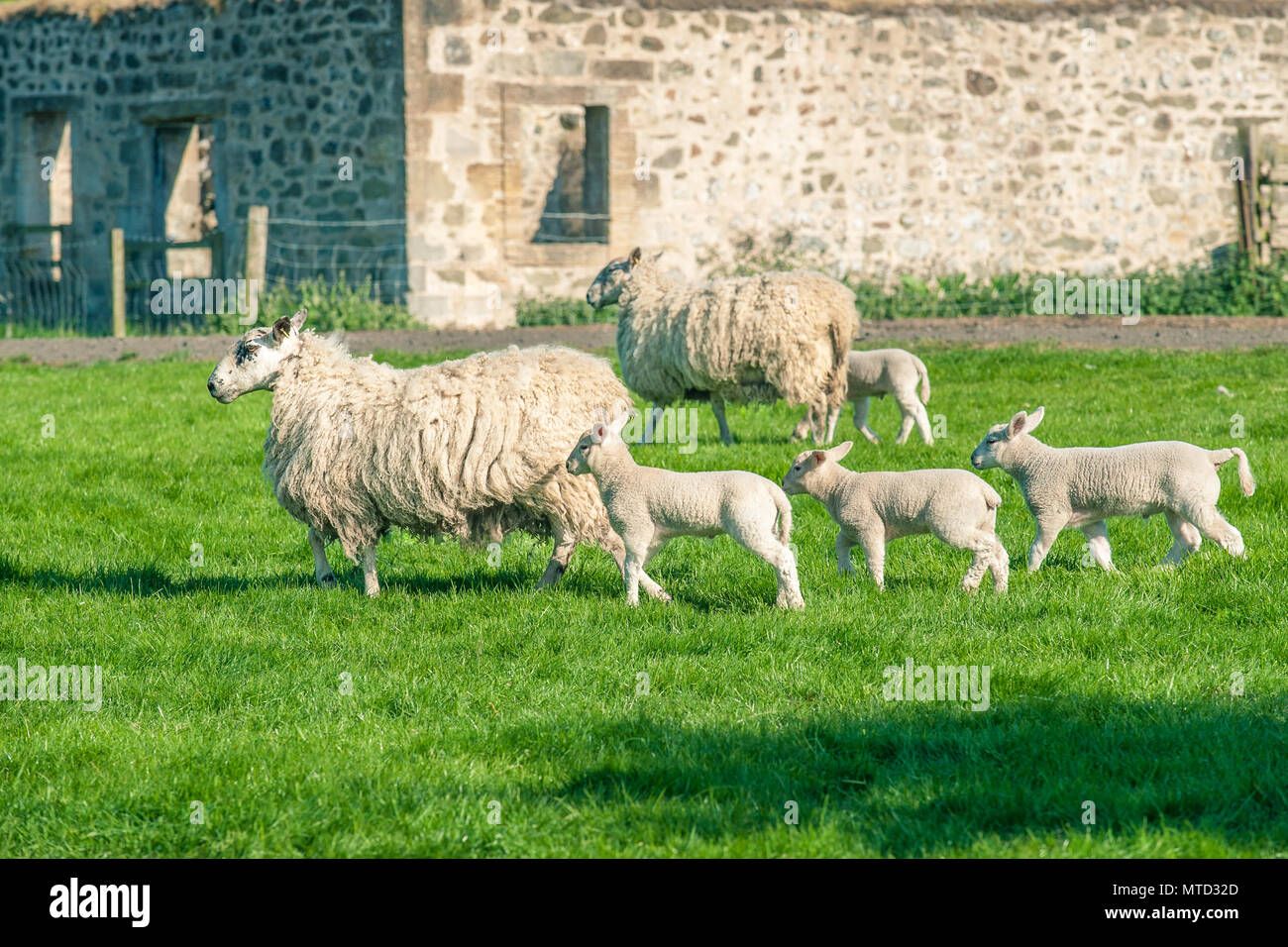Nuova data di nascita degli agnelli e le loro madri pecore passando una fattoria illuminato dalla calda luce del tramonto. Foto Stock