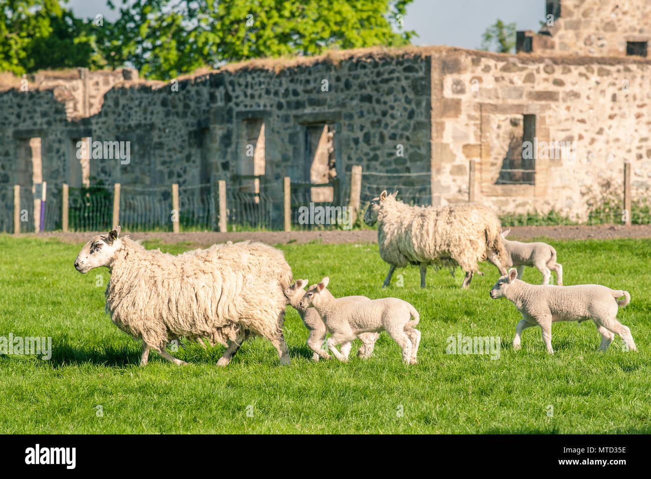 Nuova data di nascita degli agnelli e le loro madri pecore passando una fattoria illuminato dalla calda luce del tramonto. Foto Stock