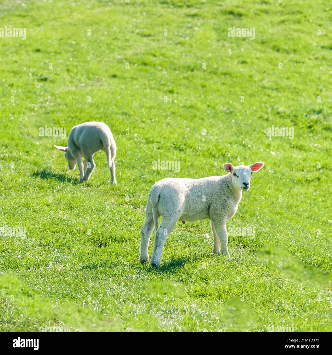 Poco carino nuovo agnelli nati su una molla verde feild. Foto Stock