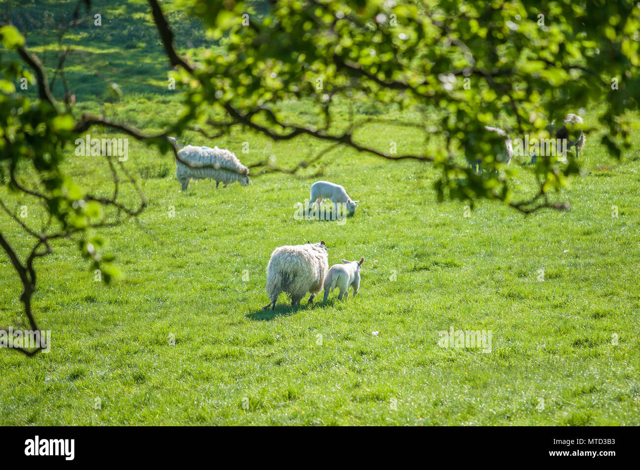 Madre pecora con nuovo agnello borm passando speing campo verde. Spazio di copia Foto Stock