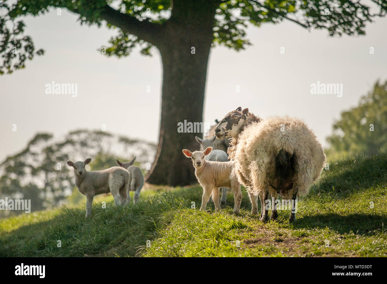 Poco carino nuovo nato gli agnelli con le loro pecore mpthers passando foresta illuminata dalla calda luce del tramonto. Messa a fuoco selettiva. Foto Stock