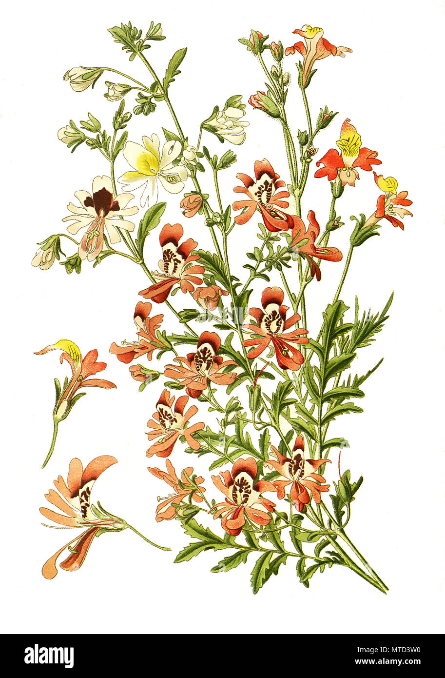 Schizanthus pinnatus, Schizanthus retusus, fiori farfalle butterfly fiore, fringeflower, povero-man's-ORCHIDEA. Spaltblume, Schmetterlingsblume, digitale riproduzione migliorata da una stampa del XIX secolo Foto Stock