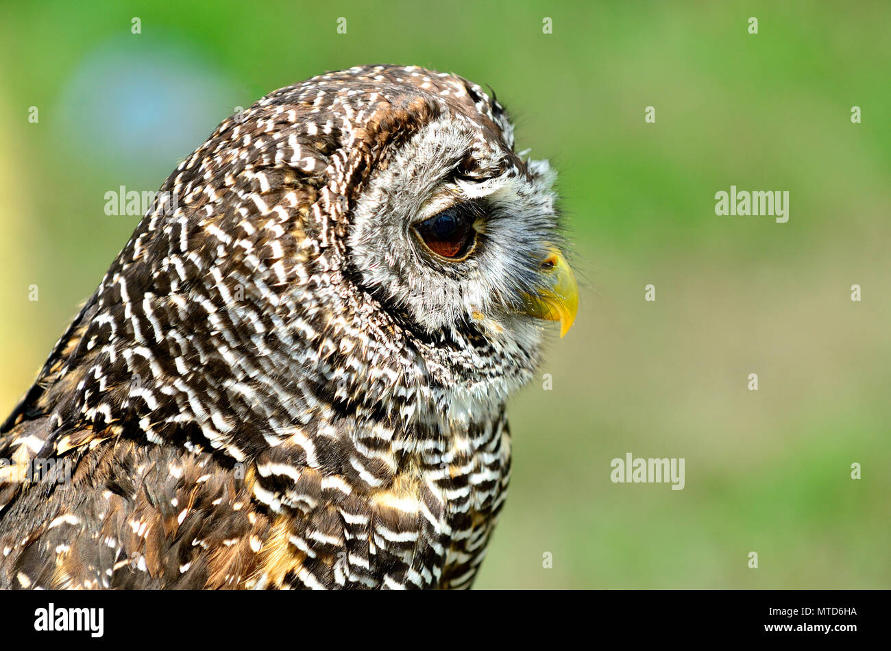 Chaco Allocco (Strix chacoensis) trovato in Bolivia, Paraguay occidentale e nord dell'Argentina. Captive Bird NEL REGNO UNITO Foto Stock