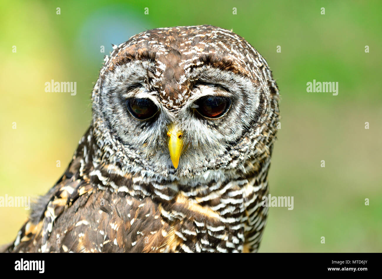 Chaco Allocco (Strix chacoensis) trovato in Bolivia, Paraguay occidentale e nord dell'Argentina. Captive Bird NEL REGNO UNITO Foto Stock