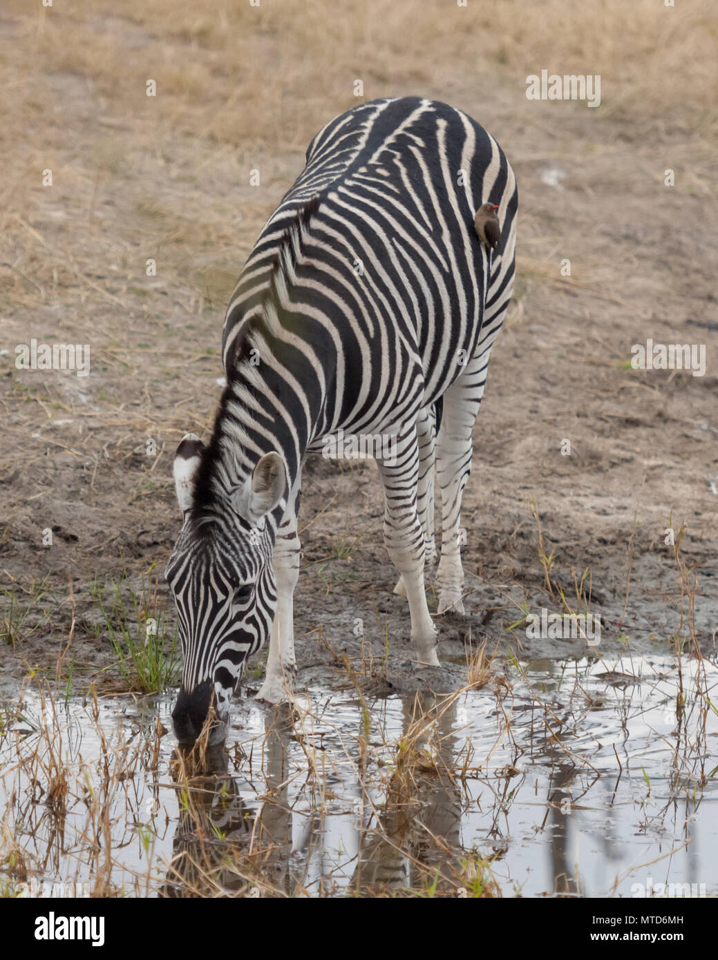 Un maschio di Zebra prendendo un drink in corrispondenza di un foro per l'acqua nella Sabi Sands Game Reserve Foto Stock