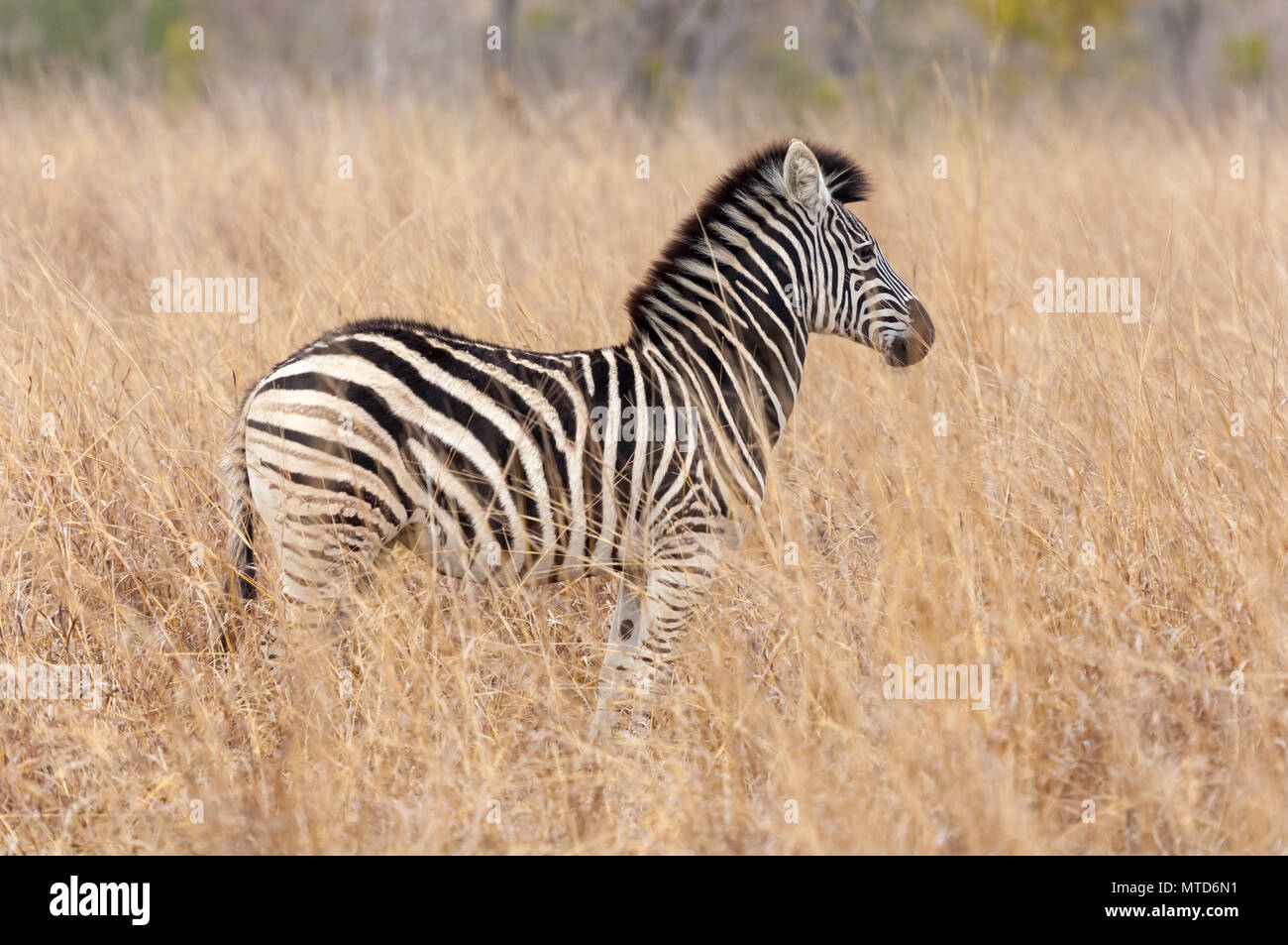 Un maschio di Zebra in piedi nella savana lungo erba a Sabi Sands Game Reserve Foto Stock