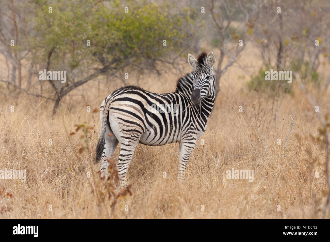 Un vigile Burchells maschio Zebra nel lungo savana erba in Sabi Sands Game Reserve Foto Stock