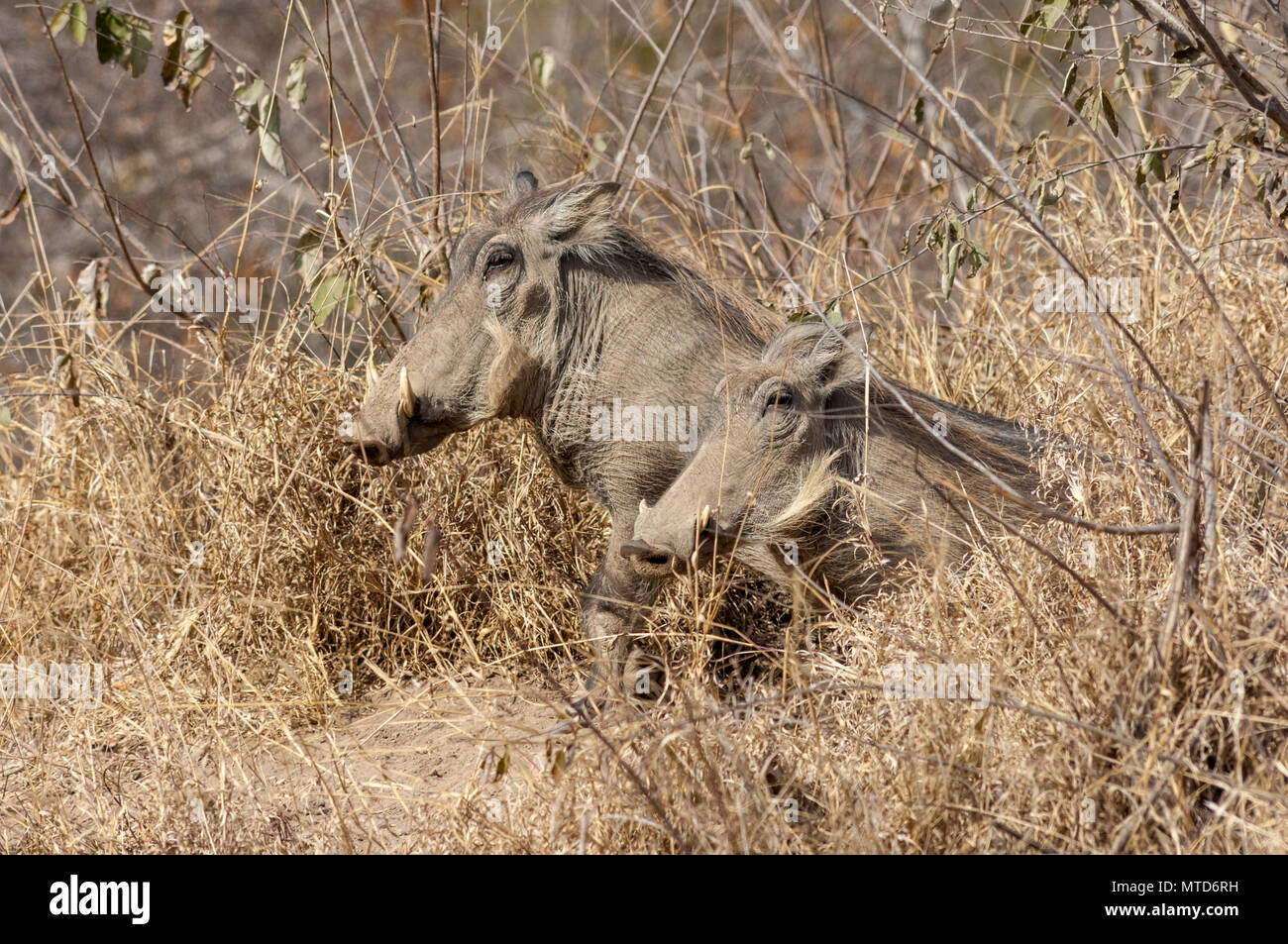 Una coppia di facoceri femmina emergenti dalla loro burrow a Sabi Sands game reserve Foto Stock
