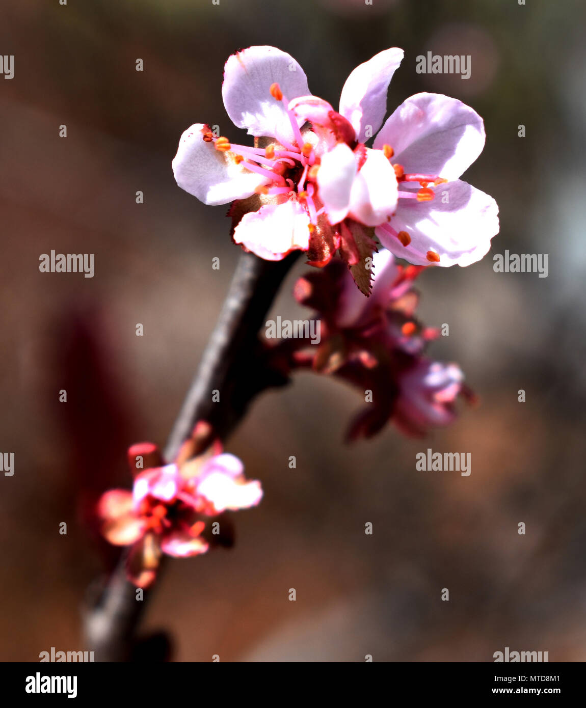 La fioritura dei ciliegi in fiore Foto Stock