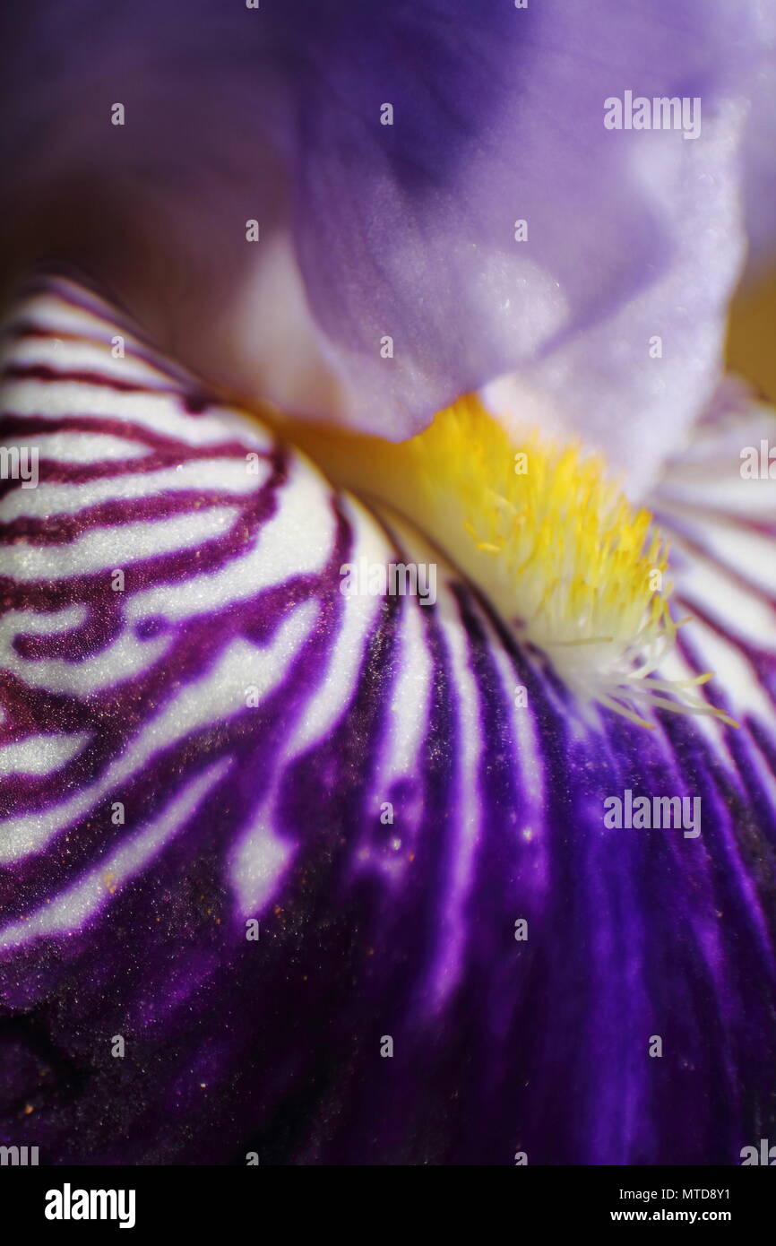 Macro di iris viola petalo con ammenda di stami gialli. Foto Stock