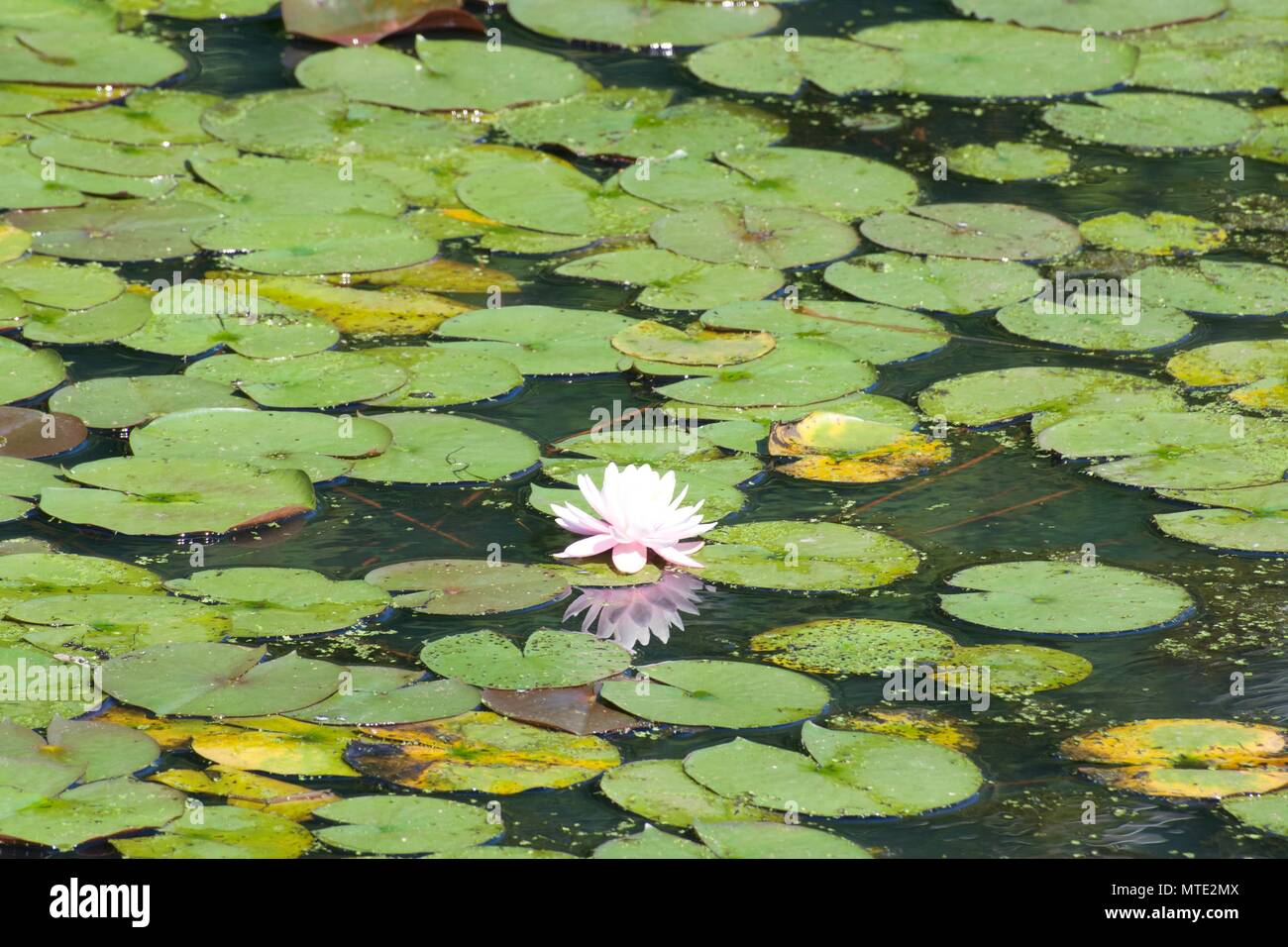 Un solitario fiore dimostra la massa di ninfee che lo circonda. Foto Stock