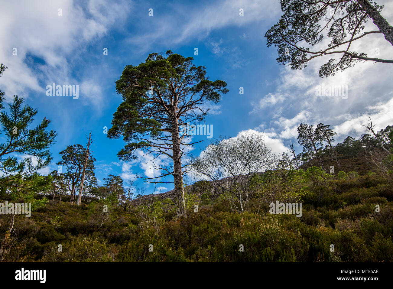 Vista di classe mondiale riserva naturale sul Ben Eighe nelle Highlands della Scozia. Qui la grande bellezza delle antiche foreste Caledonian è conservato. Foto Stock