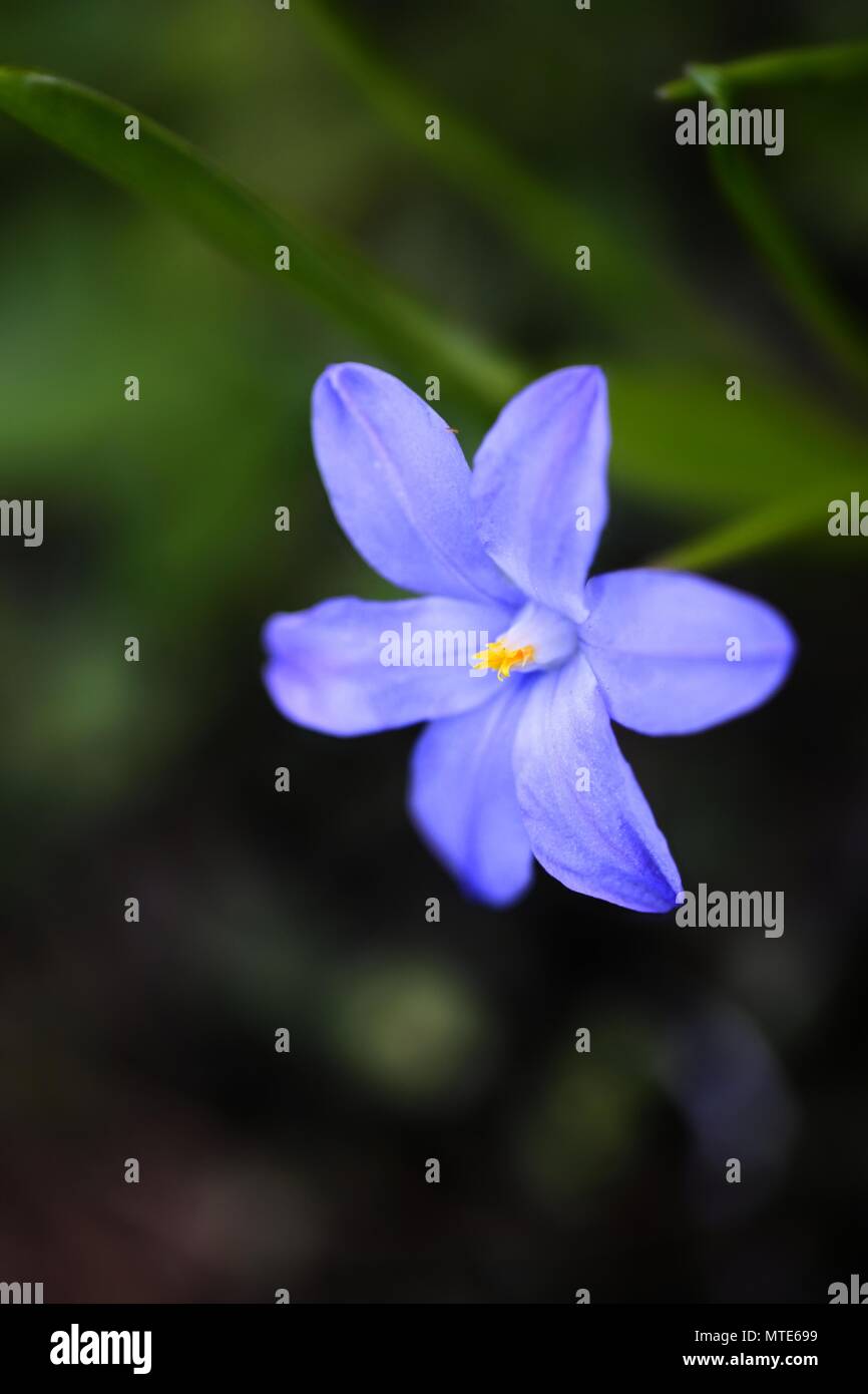 Bossier la gloria-della-Neve o Lucile la gloria-di--neve (Scilla luciliae) Foto Stock