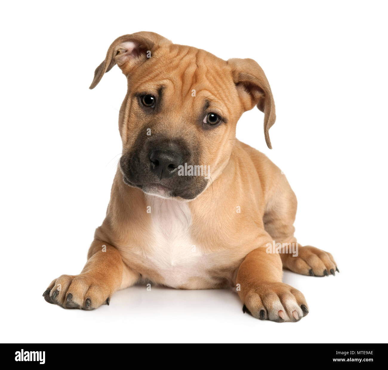 Brown cucciolo American Staffordshire terrier cucciolo (9 settimane di età) davanti a uno sfondo bianco Foto Stock