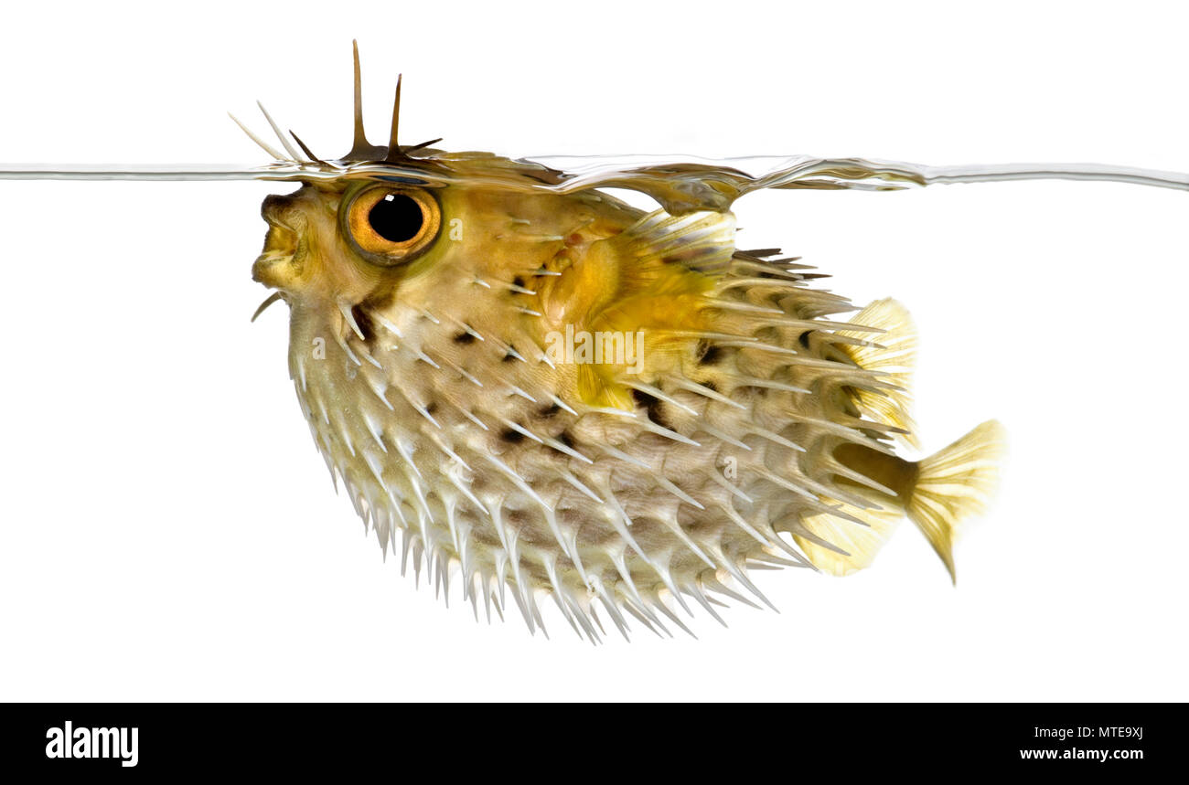 Profilo su una lunga colonna vertebrale porcupinefish anche sapere come balloonfish spinosa appena al di sotto della linea di galleggiamento- Diodon holocanthus davanti a uno sfondo bianco Foto Stock