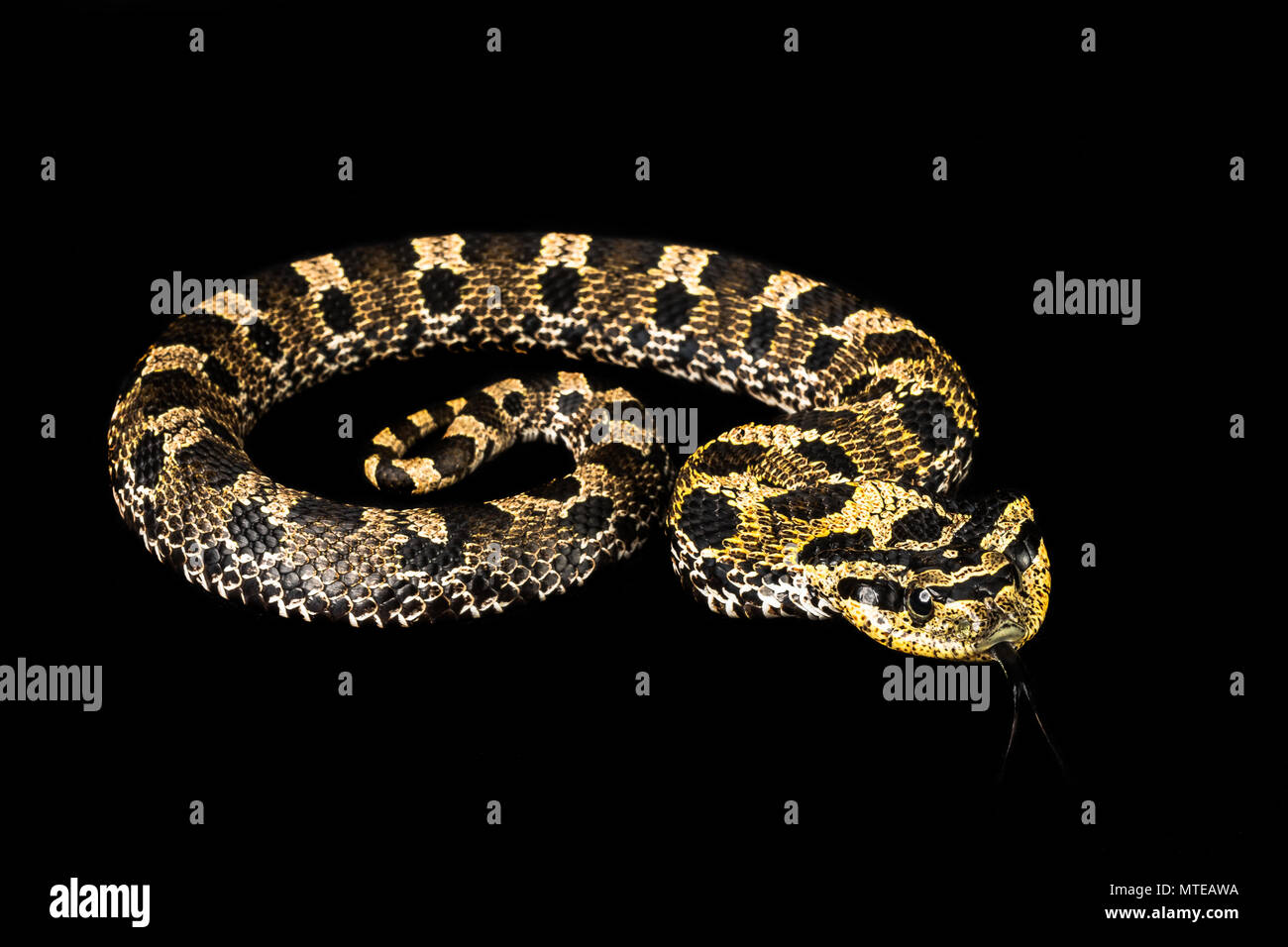 Heterodon platirhinos / hognose orientali Foto Stock