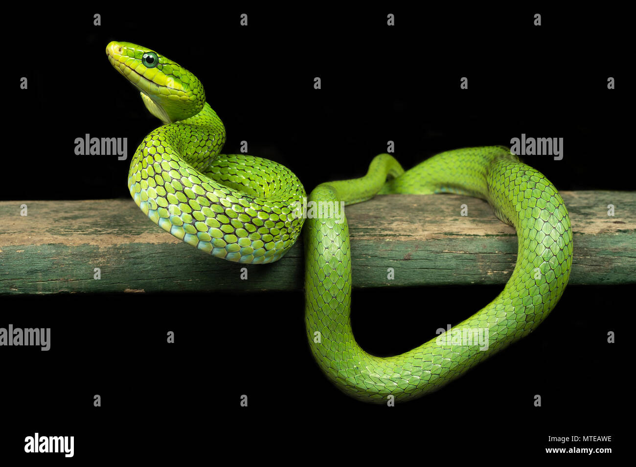 Rhadinophis prasinus / Boccola verde serpente di ratto Foto Stock