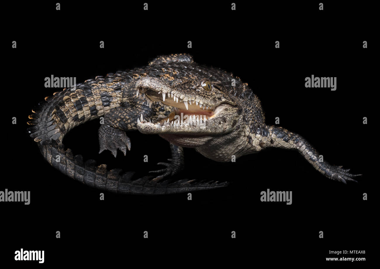 Crocodylus niloticus / coccodrillo del Nilo Foto Stock