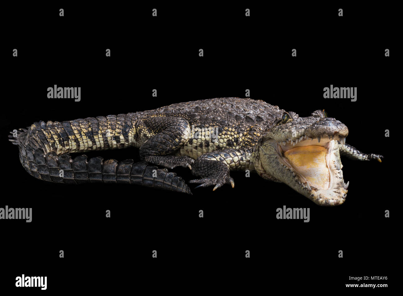 Crocodylus morelettii / morelets coccodrillo Foto Stock