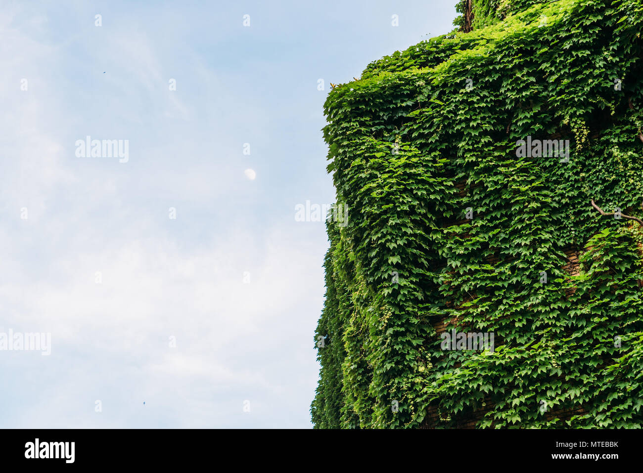 Villa italiana a Milano coperto in belle foglie verdi in primavera, con spazio copia contro il cielo blu Foto Stock