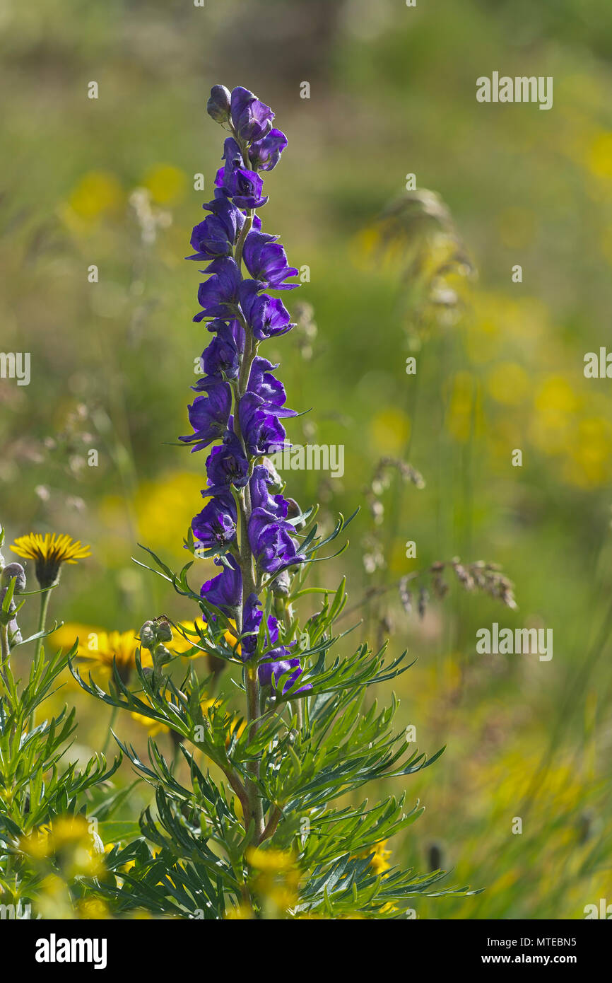 Monkshood (Aconitum napellus), Grigioni, Svizzera Foto Stock