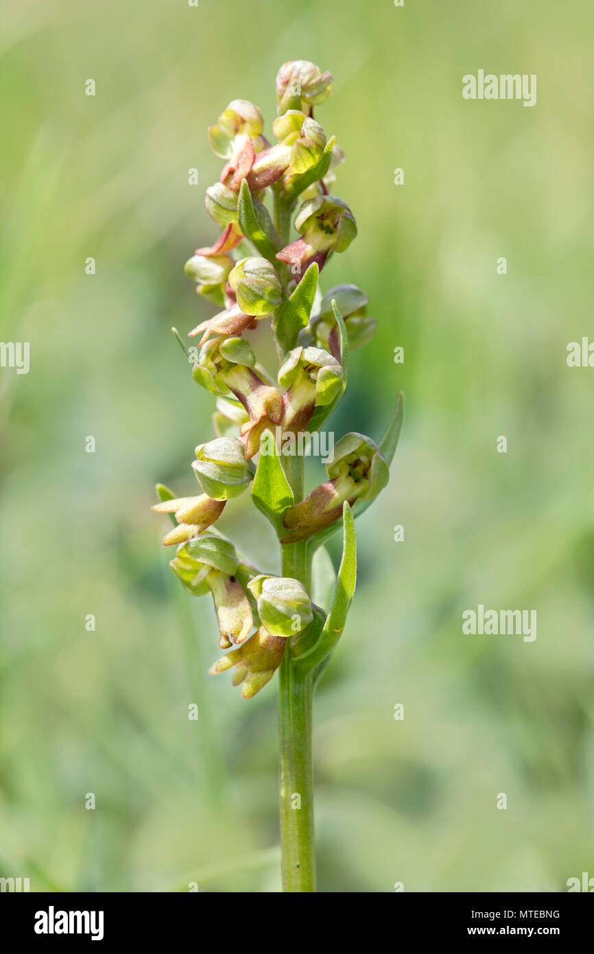 Frog orchid (Coeloglossum viride), Grigioni, Svizzera Foto Stock