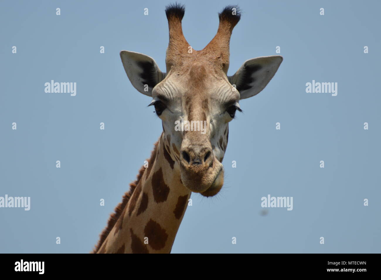 La giraffa guarda nella telecamera Foto Stock