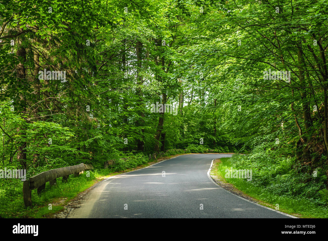 Svuotare strada tra alberi girando a destra Foto Stock