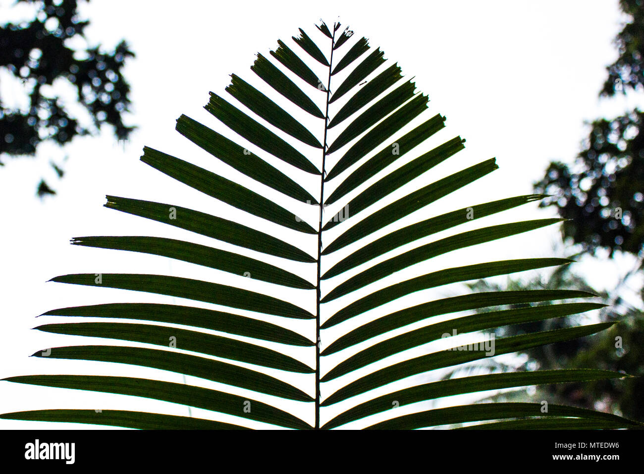 Albero di cocco Leaf foto scattata in Khulna,Bangladesh.Dicembre 8,2017. Foto Stock