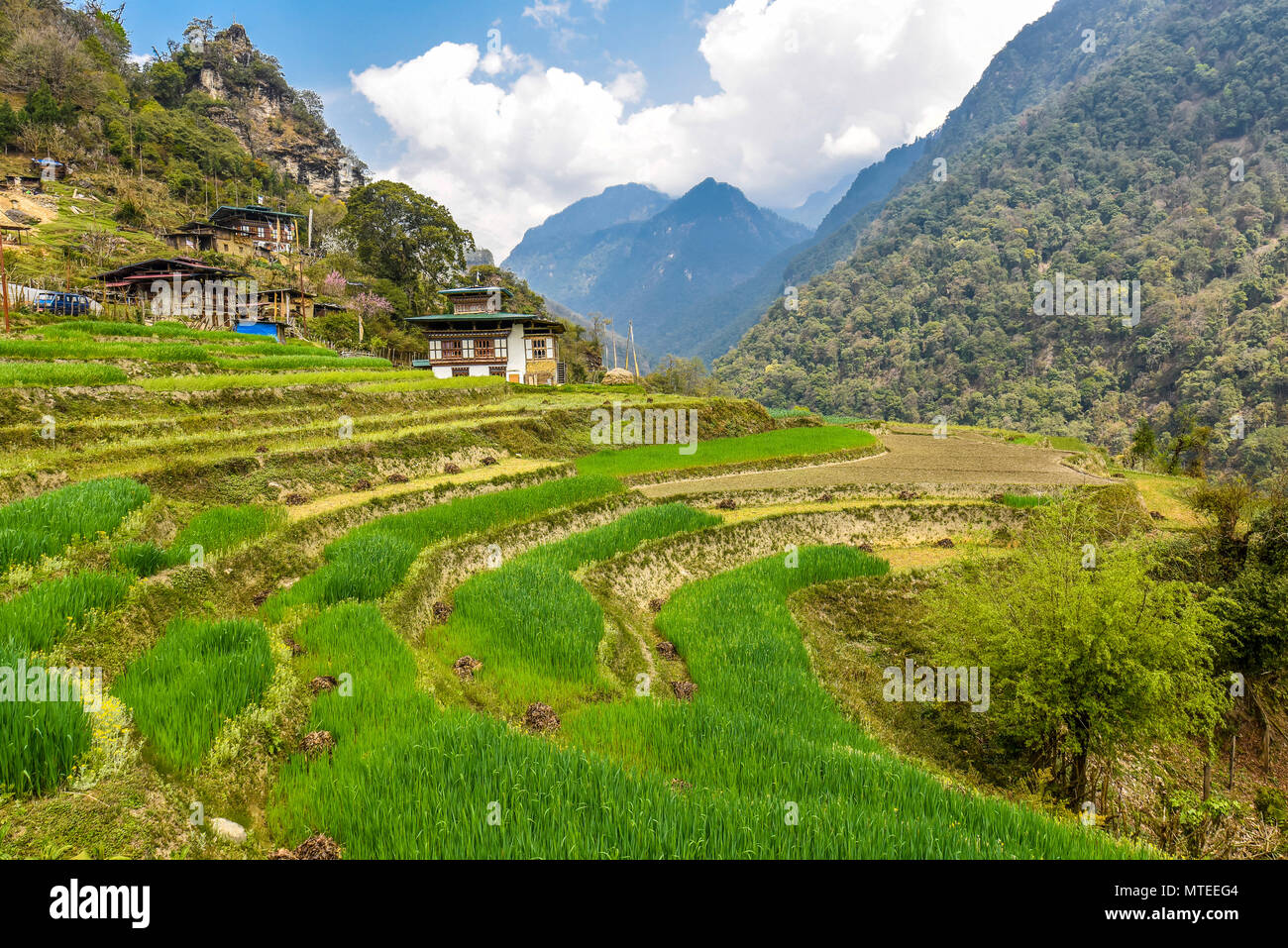 Agriturismo con campi di riso nel paesaggio di montagna, Vicino Gasa, regione dell Himalaya, Bhutan Foto Stock