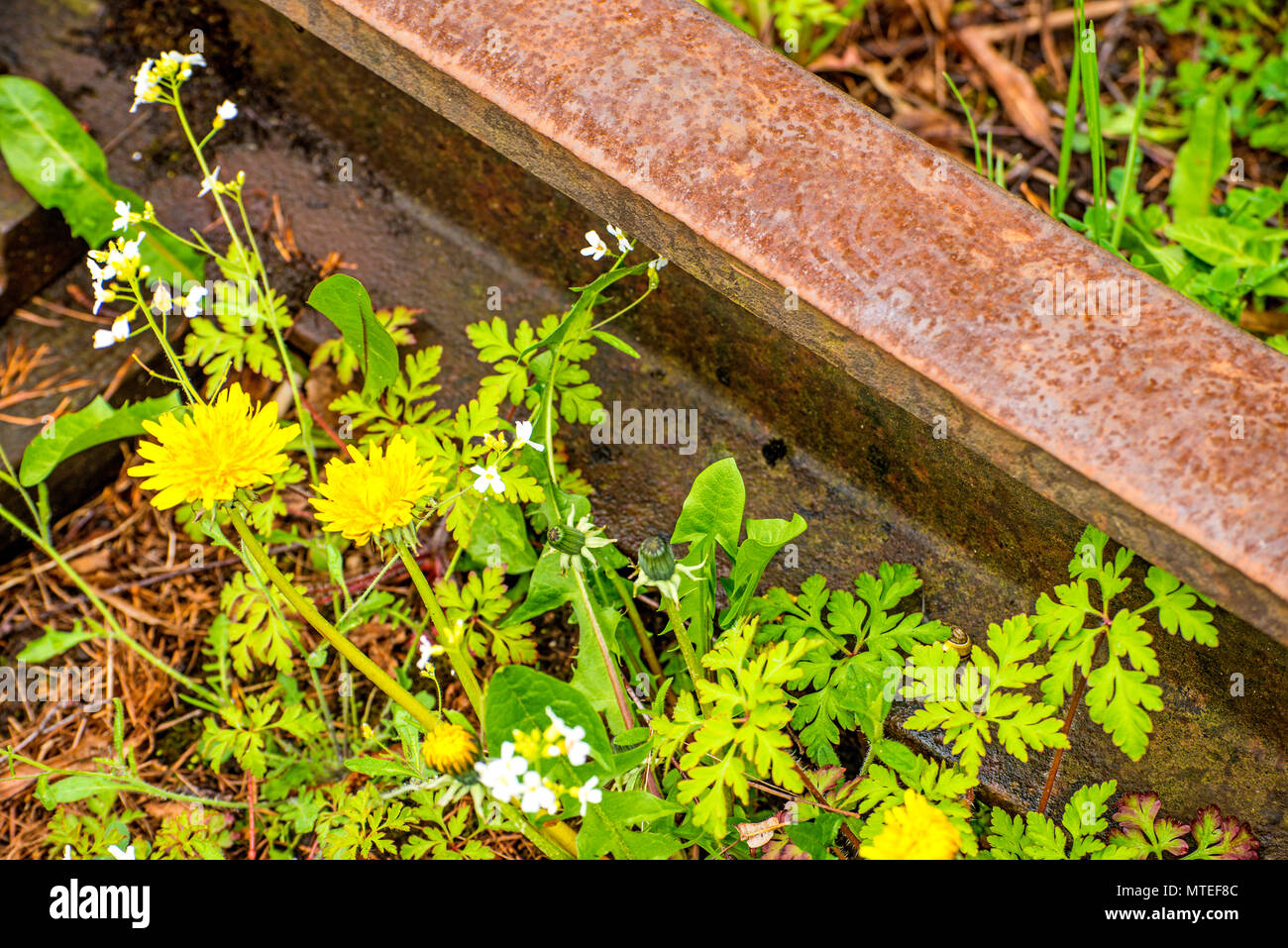 Rotaie fuori ordine con fiori Foto Stock