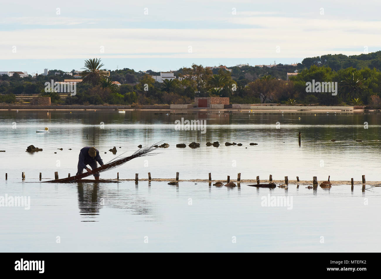 Il connazionale submersing un reed martello per farlo ammorbidire a Estany des Peix marine nella laguna del Parco Naturale di Ses Salines (Formentera, isole Baleari, Spagna) Foto Stock