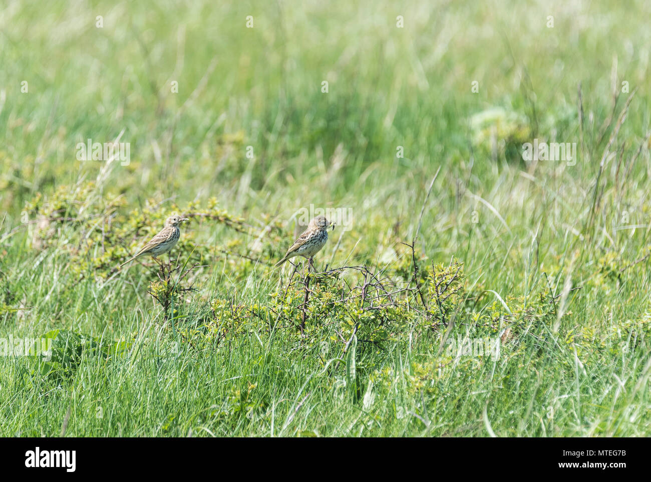 Adulto Meadow Pipit (Anthus pratensis) con la preda e la neonata Foto Stock