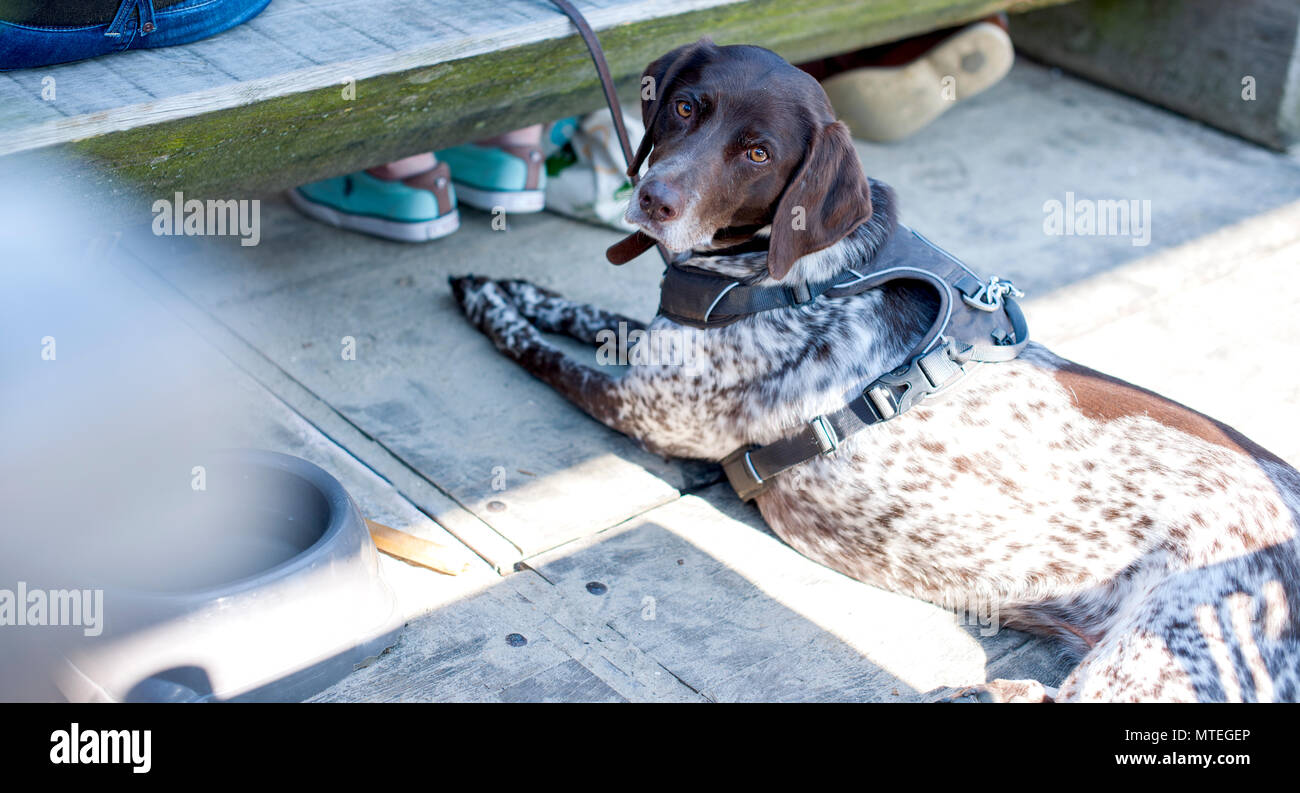 Un cane in cafe vicino al tavolo. Foto Stock