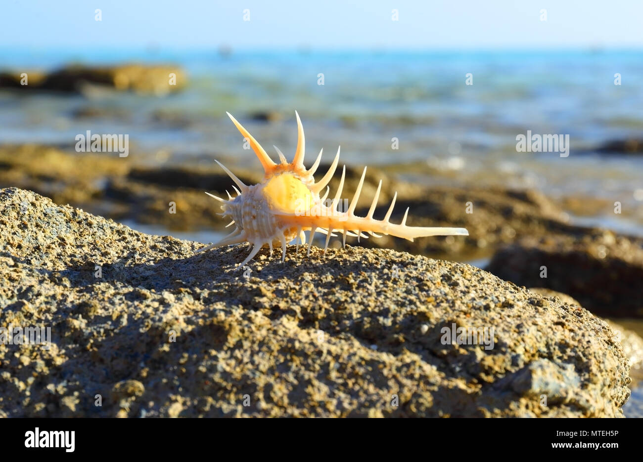 Conchiglia di mare con spine su sfondo del mare Foto Stock