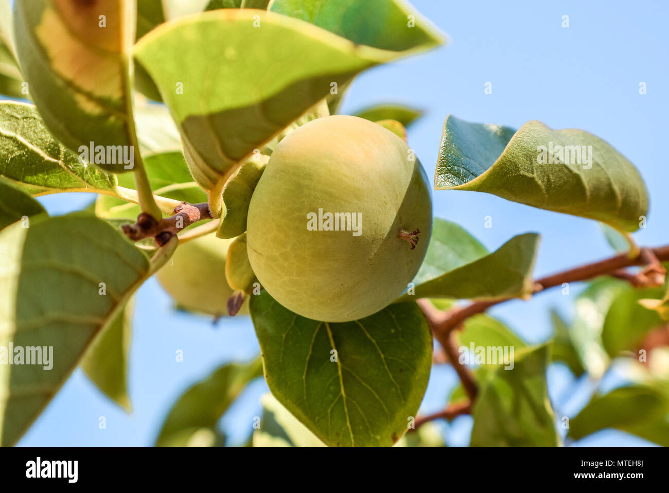 Frutto acerbo con foglie di colore verde sull'albero, sfondo naturale, vicino immagine in alto Foto Stock