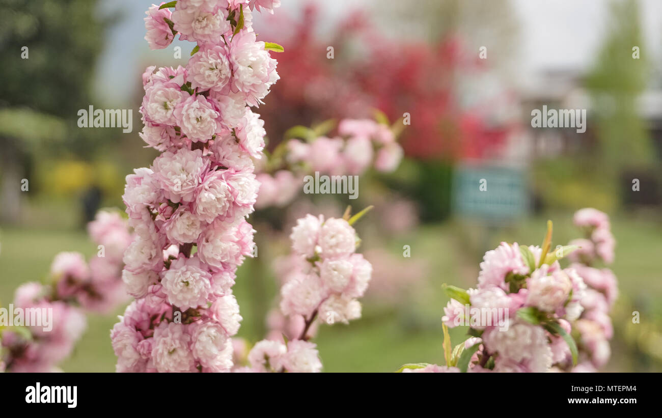 Questa immagine è di bellissimi fiori di un enorme giardino nel Kashmir India. Foto Stock