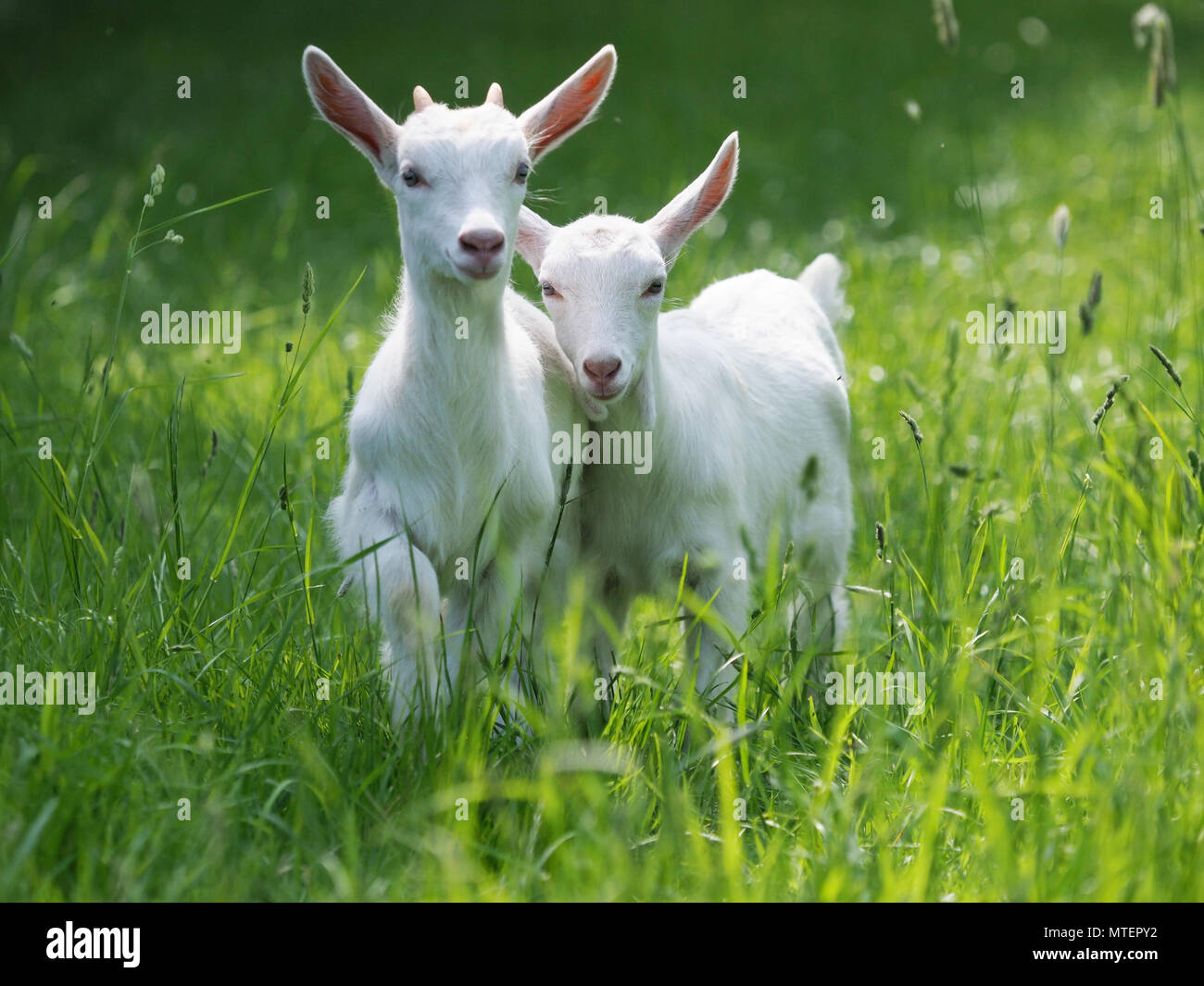 Due baby capretti stand nella lunga estate erba. Foto Stock