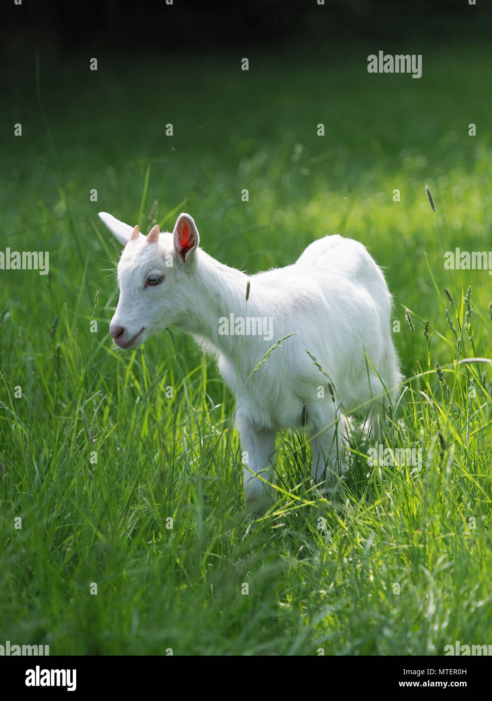 Un bambino capretto sorge nella lunga estate erba. Foto Stock