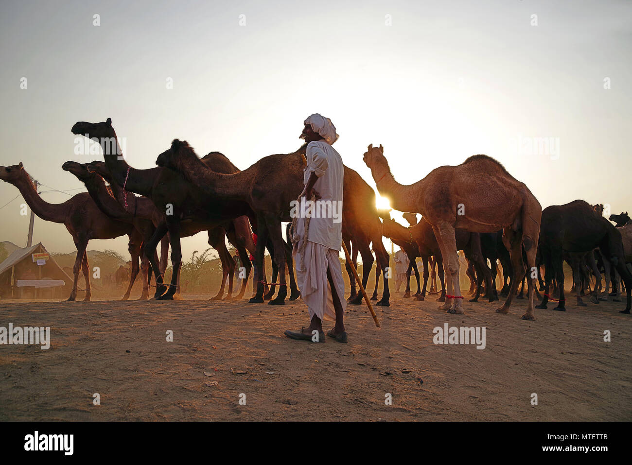 Il concessionario non identificato in tutto il mondo più grande mercato di cammelli Pushkar mela in Rajasthan, India Foto Stock