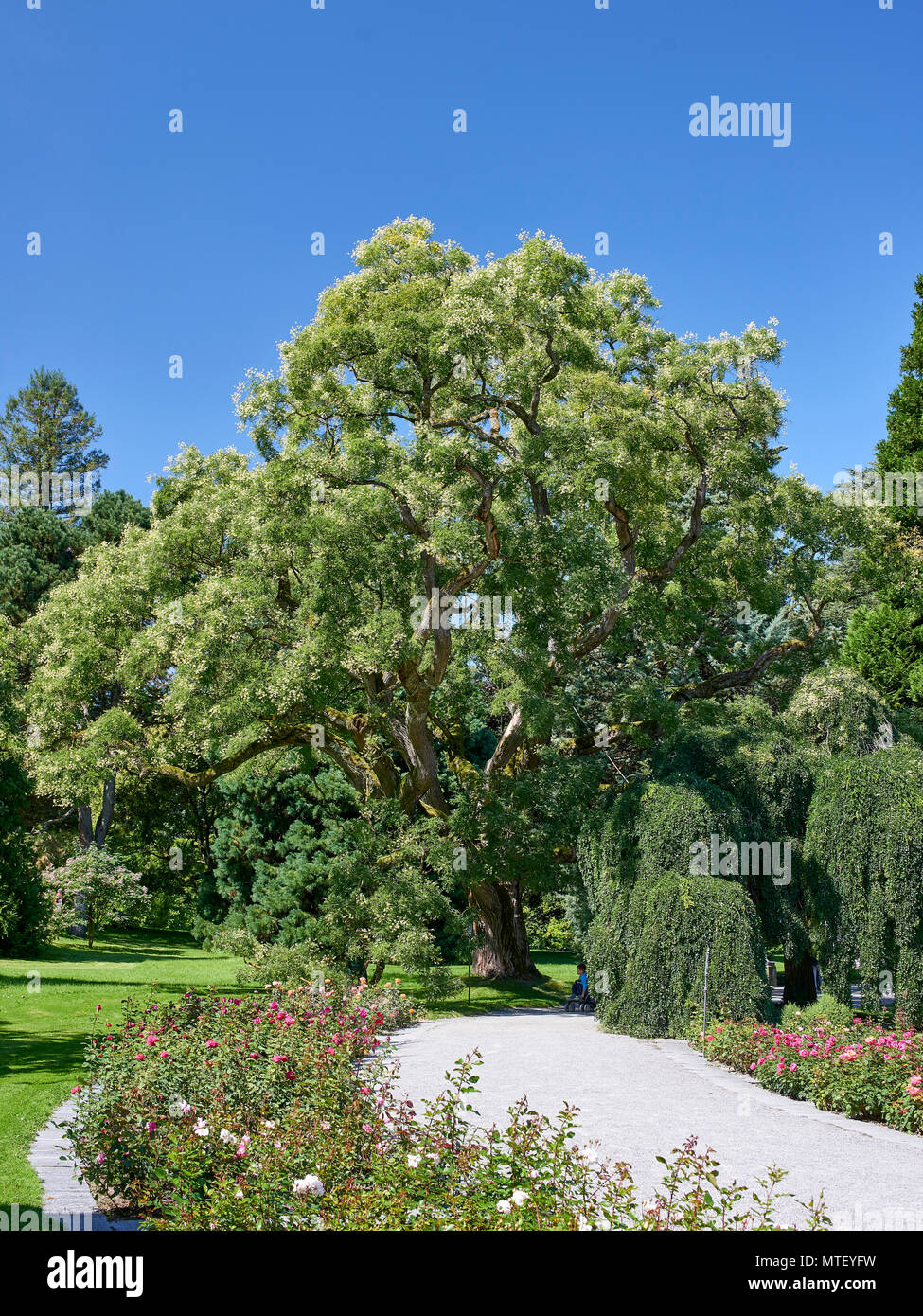 La Pagoda giapponese albero, Styphnolobium japonicum, Fabaceae - nei giardini di Isola di Mainau, il lago di Costanza (piantato 1868) Foto Stock