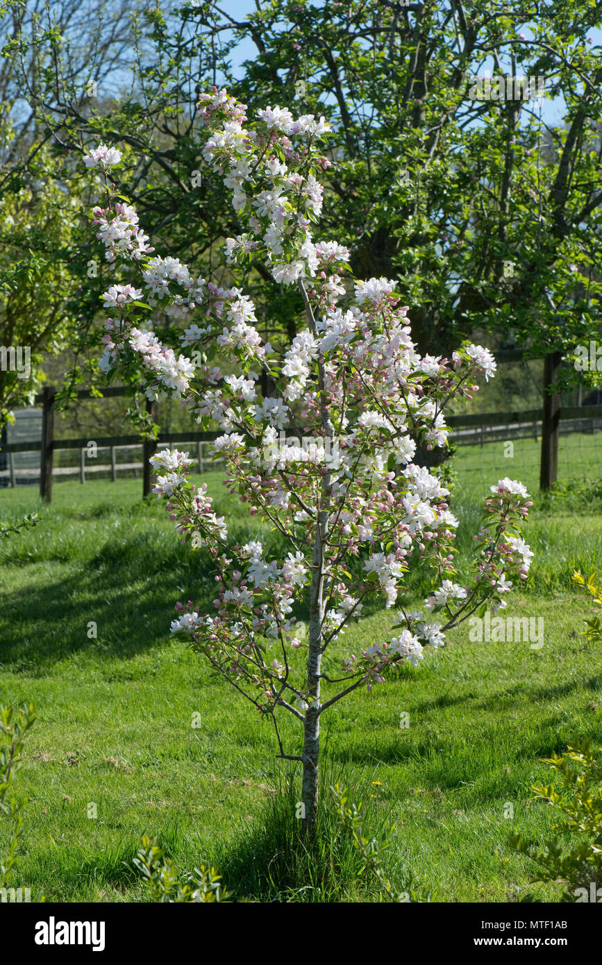 Un giovane crab apple tree, Malus 'John Downie' in piena fioritura in una bella giornata di primavera, Berkshire, può Foto Stock