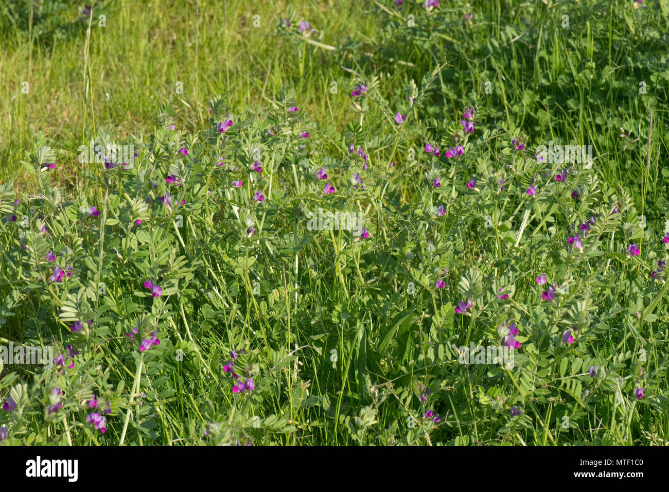 Vetch comune, Vicia sativa, con fiori di magenta fioritura nella prateria ruvida, berkshire, può Foto Stock