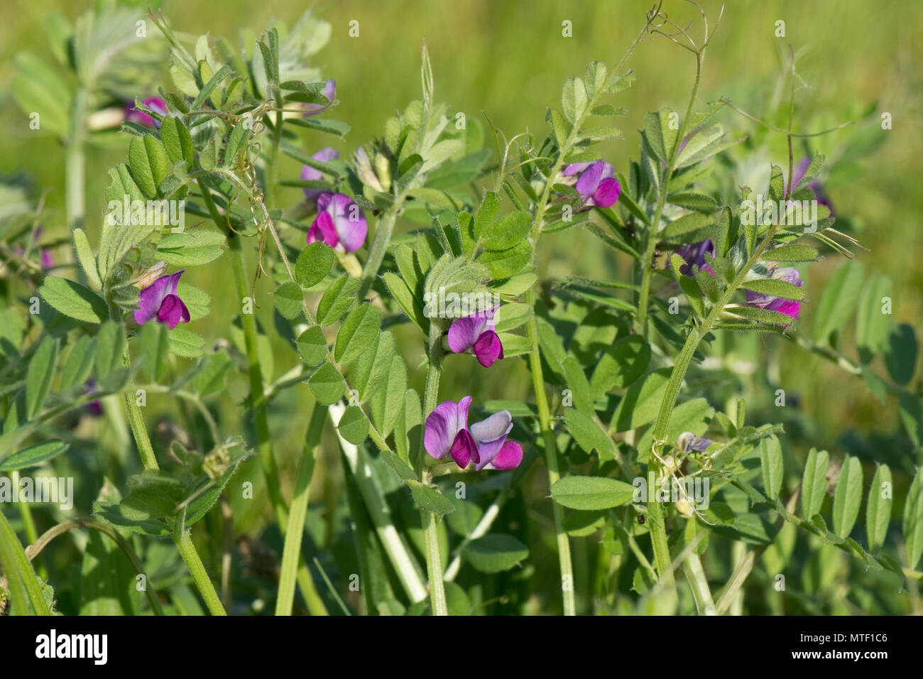 Vetch comune, Vicia sativa, con fiori di magenta fioritura nella prateria ruvida, berkshire, può Foto Stock