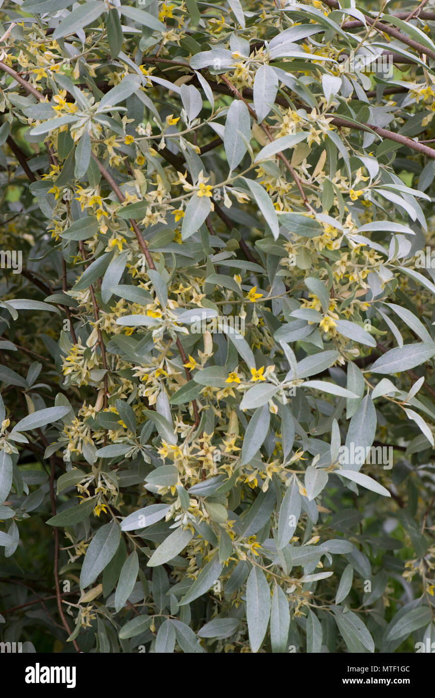 Elaeagnus angustifolia 'Quicksilver' con il grigio verde delle foglie e aromatico profumato piccoli fiori gialli, può Foto Stock