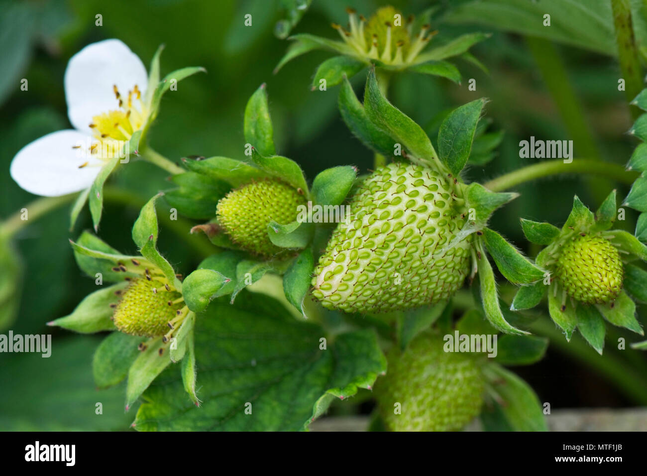 Verde di fragole immaturo e fiore con frutti di varie dimensioni e fasi di sviluppo tra le foglie Foto Stock